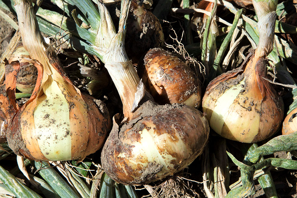 Cipolla piatta di Dubiaglio appena raccolta